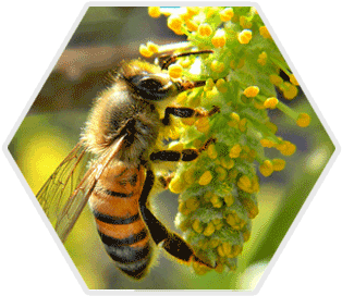 Africanized Honeybee