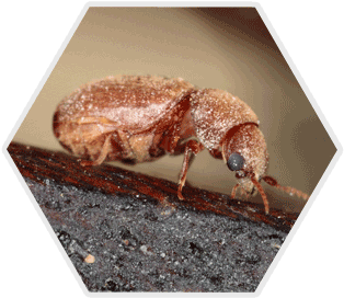 Clgarette Beetle