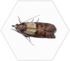 Indian Meal Moth - Hydrex Pest Control